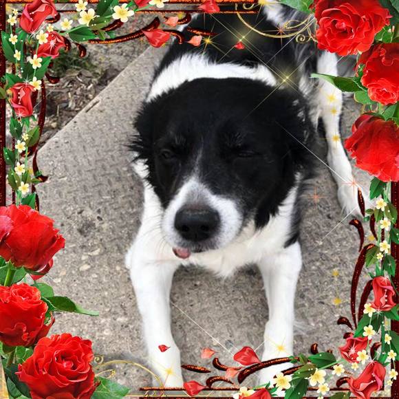 Meet your Posher, Jasmin - Picture 1 of 1